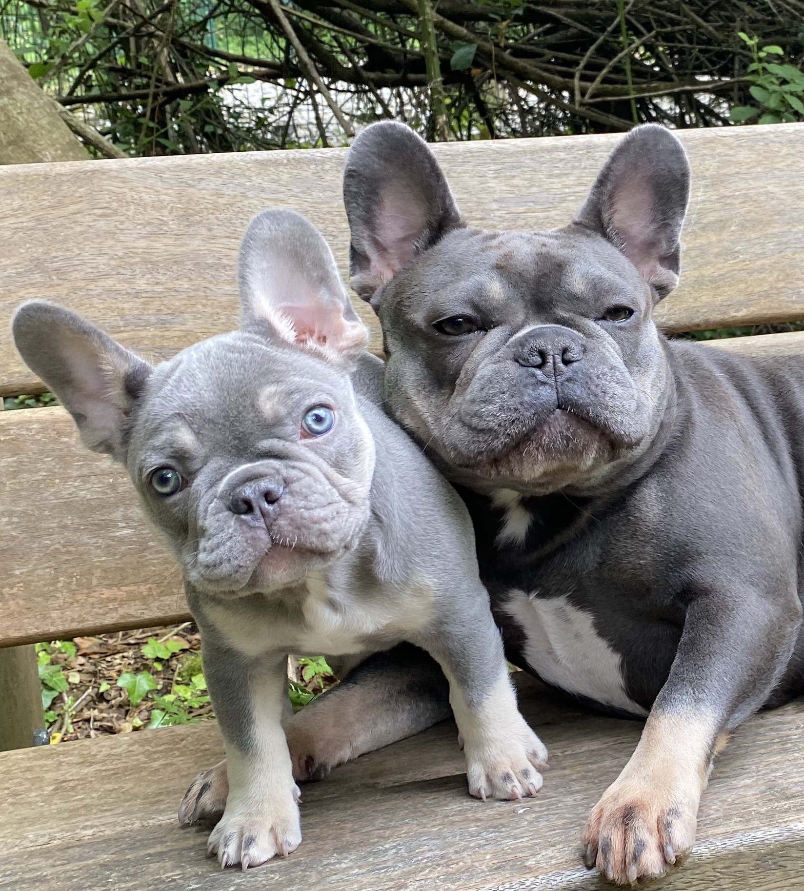 jasmine and lea lea bench