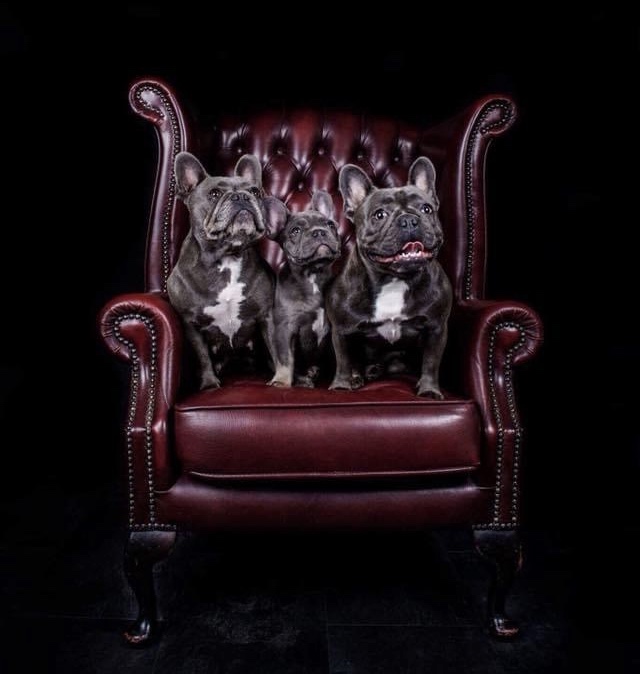 jasmine bella and beau on chair