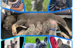 jasmine and first litter individual collage