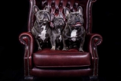 jasmine bella and beau on chair