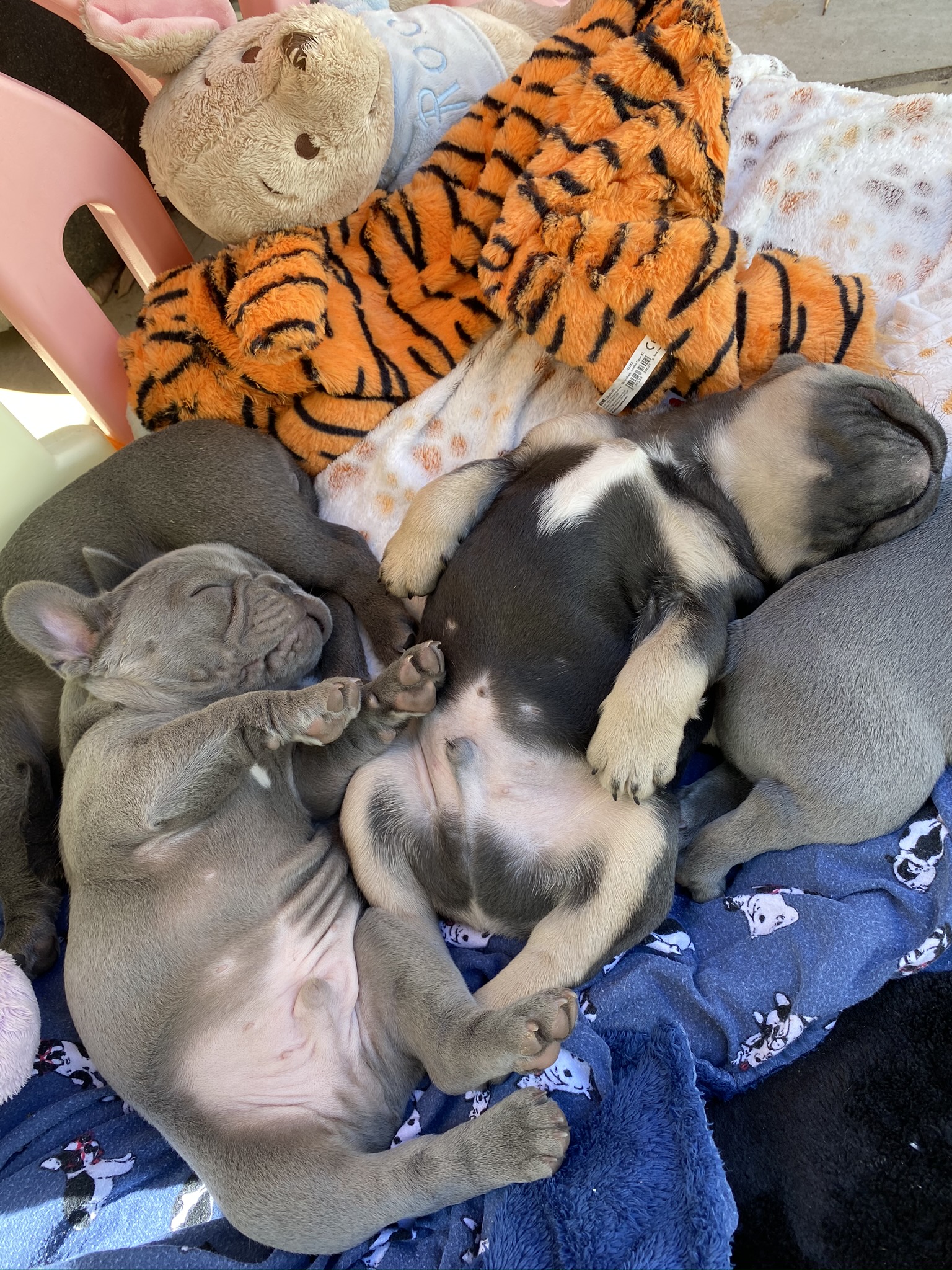 jasmines litter two pups sleeping