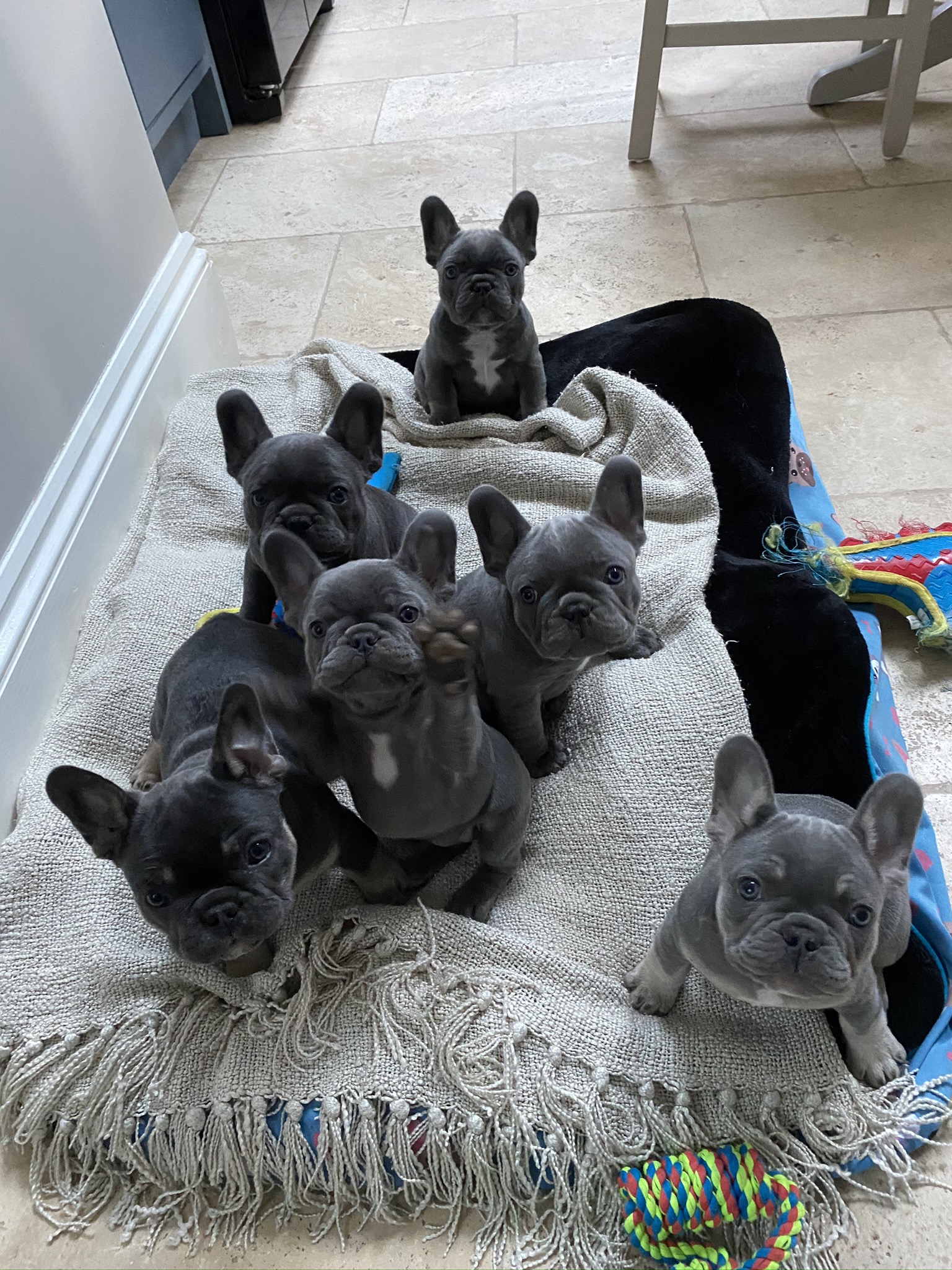 jasmines pups in kitchen bed