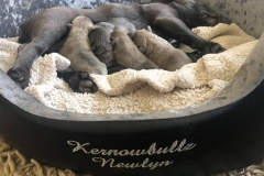 3rd litter