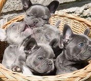 basket of puppies jasmines litter