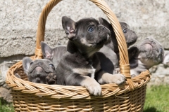 basket of puppies mylo in front