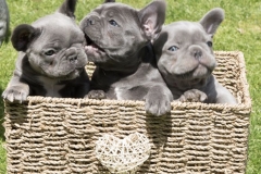 basket of three pups