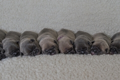 beau litter 2 in a line