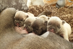 bellas young pups 1st litter