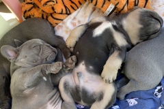 jasmines litter two pups sleeping