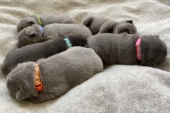 jasmines pile of pups