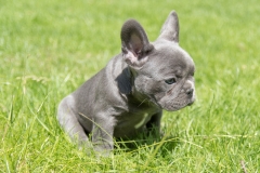 jasmines pup in garden