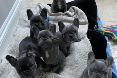 jasmines pups in kitchen bed